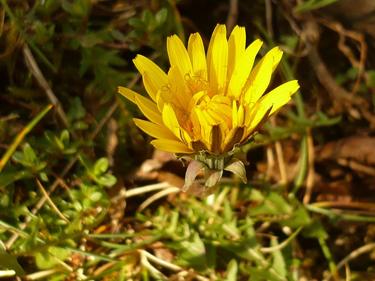 Taraxacum sect. Erythrosperma (Asteraceae)